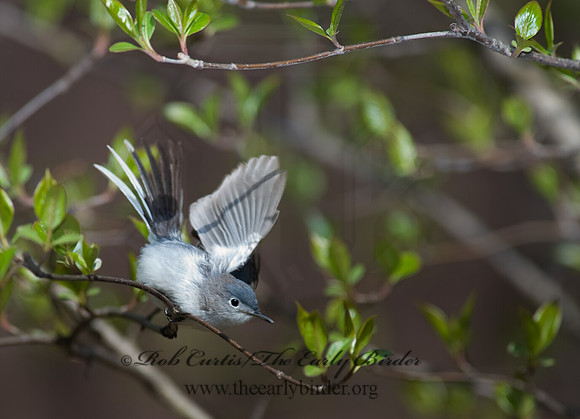Polioptila caerulea  BLUE-GRAY GNATCATCHER 8002528