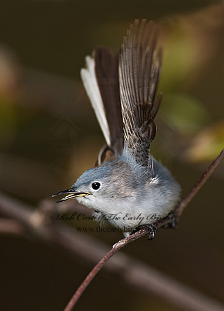 Polioptila caerulea  BLUE-GRAY GNATCATCHER 8002532