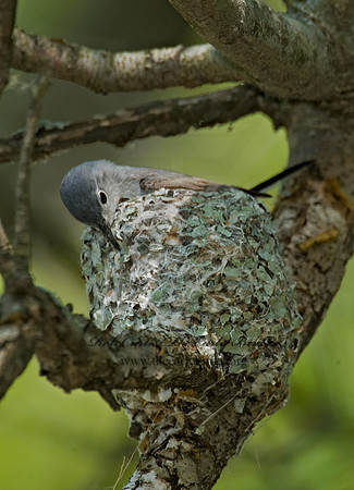 Polioptila caerulea  BLUE-GRAY GNATCATCHER 8013421