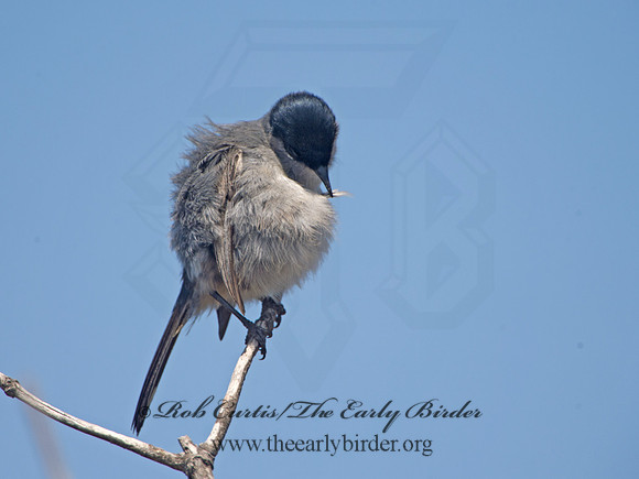 Polioptila californica  CALIFORNIA GNATCATCHER 9057397