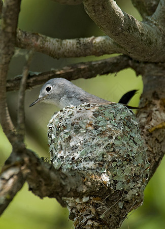 Polioptila caerulea  BLUE-GRAY GNATCATCHER 8013422
