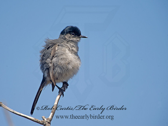 Polioptila californica  CALIFORNIA GNATCATCHER 9057398