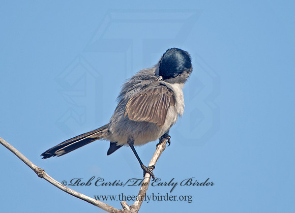 Polioptila californica  CALIFORNIA GNATCATCHER 9057465