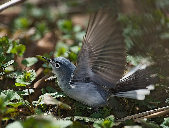 Polioptila caerulea  BLUE-GRAY GNATCATCHER 8002525