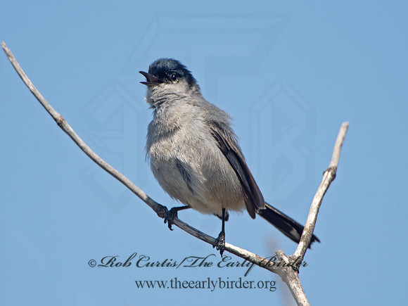 Polioptila californica  CALIFORNIA GNATCATCHER 9057403