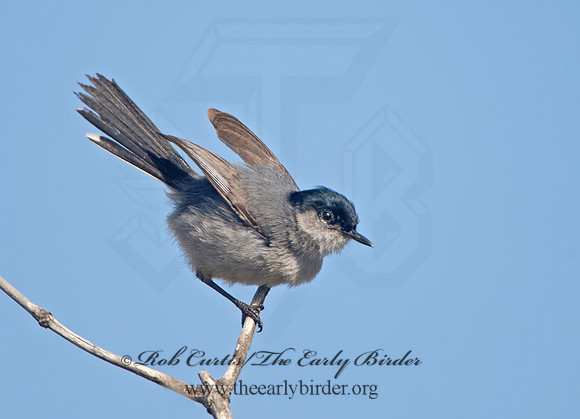 Polioptila californica  CALIFORNIA GNATCATCHER 9057466