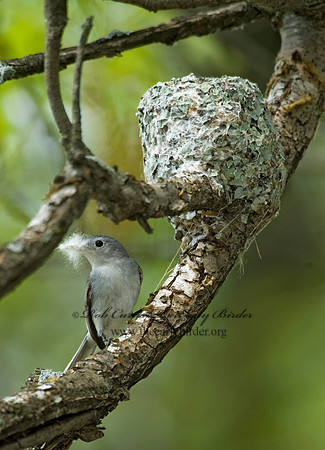 Polioptila caerulea  BLUE-GRAY GNATCATCHER 8013430