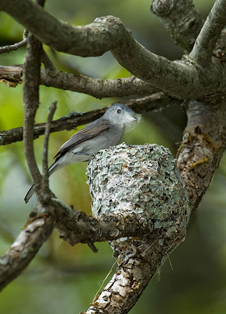 Polioptila caerulea  BLUE-GRAY GNATCATCHER 8013432