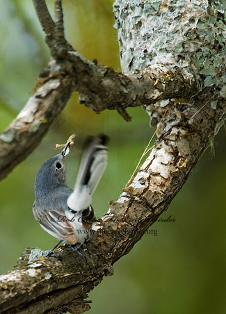 Polioptila caerulea  BLUE-GRAY GNATCATCHER 8013436
