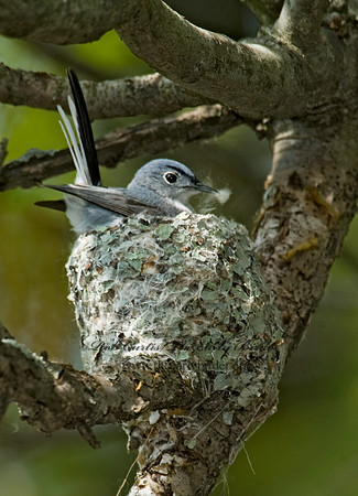Polioptila caerulea  BLUE-GRAY GNATCATCHER 8013440