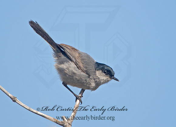 Polioptila californica  CALIFORNIA GNATCATCHER 9057467