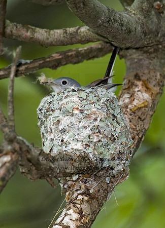 Polioptila caerulea  BLUE-GRAY GNATCATCHER 8013443