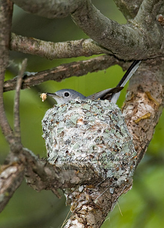 Polioptila caerulea  BLUE-GRAY GNATCATCHER 8013448
