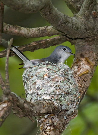 Polioptila caerulea  BLUE-GRAY GNATCATCHER 8013452