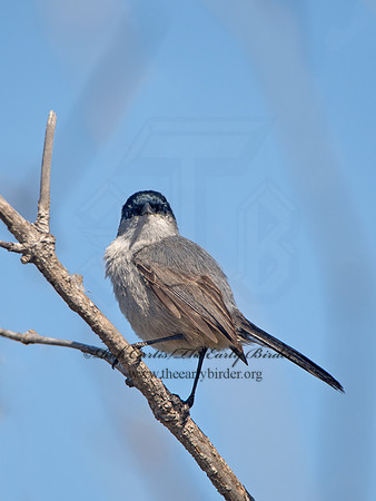Polioptila californica  CALIFORNIA GNATCATCHER 9057501