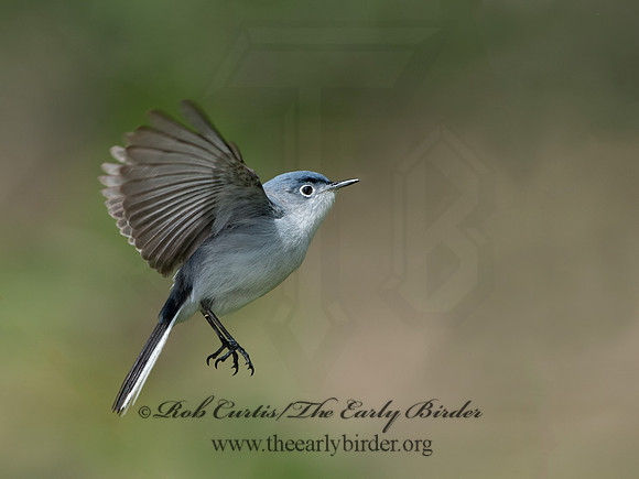 Polioptila caerulea  BLUE-GRAY GNATCATCHER 9037502