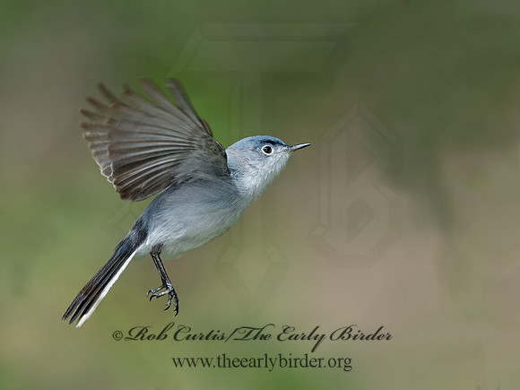 Polioptila caerulea  BLUE-GRAY GNATCATCHER 9037503