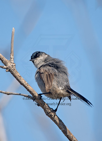 Polioptila californica  CALIFORNIA GNATCATCHER 9057503