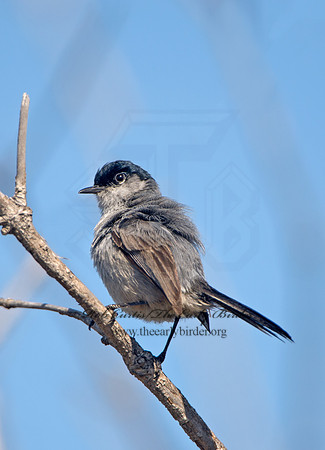 Polioptila californica  CALIFORNIA GNATCATCHER 9057504