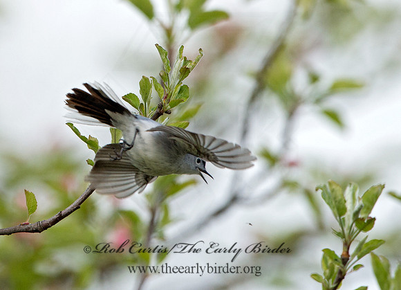 Polioptila caerulea  BLUE-GRAY GNATCATCHER 9043561