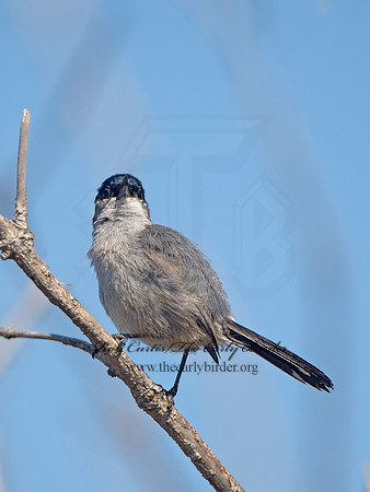 Polioptila californica  CALIFORNIA GNATCATCHER 9057506