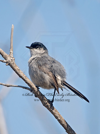 Polioptila californica  CALIFORNIA GNATCATCHER 9057509