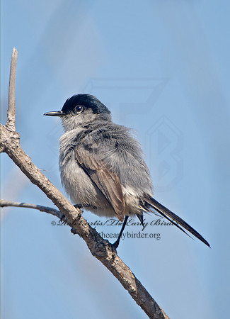 Polioptila californica  CALIFORNIA GNATCATCHER 9057511