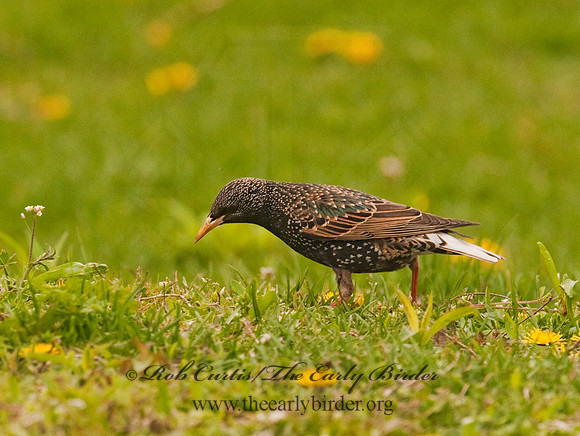 Sturnus vulgaris  EUROPEAN STARLING 3001947