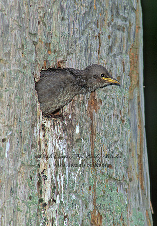 Sturnus vulgaris  EUROPEAN STARLING 147332