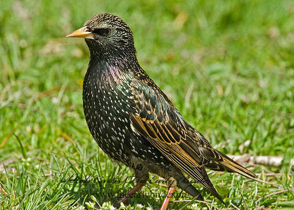 Sturnus vulgaris  EUROPEAN STARLING 3000655