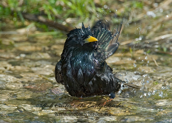 Sturnus vulgaris  EUROPEAN STARLING 5006873