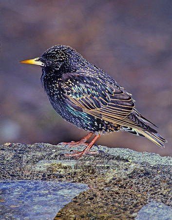 Sturnus vulgaris  EUROPEAN STARLING 100930