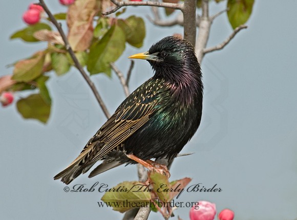 Sturnus vulgaris  EUROPEAN STARLING 5006883