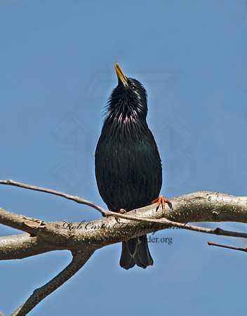 Sturnus vulgaris  EUROPEAN STARLING 6001851