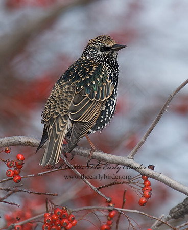 Sturnus vulgaris  EUROPEAN STARLING 6018258