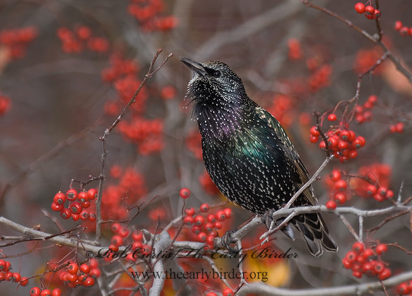 Sturnus vulgaris  EUROPEAN STARLING 6018261
