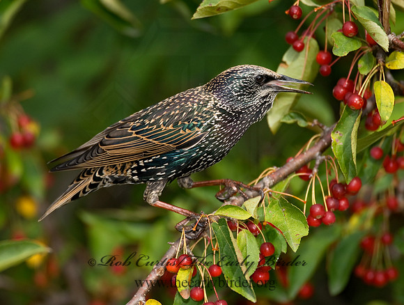 Sturnus vulgaris  EUROPEAN STARLING 7012919