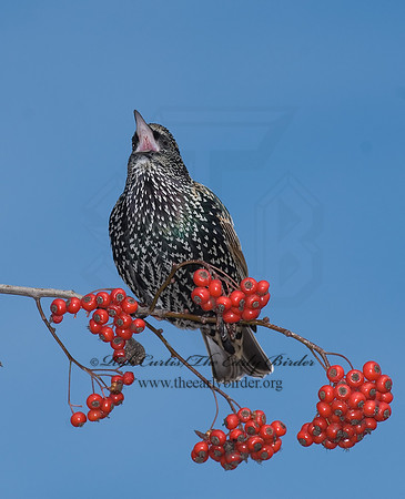 Sturnus vulgaris  EUROPEAN STARLING 6018274