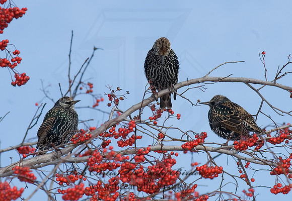 Sturnus vulgaris  EUROPEAN STARLING 6018268