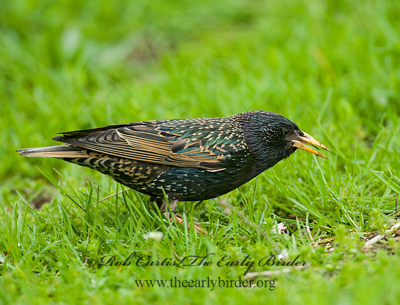 Sturnus vulgaris  EUROPEAN STARLING 8012986