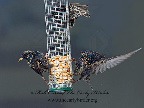Sturnus vulgaris  EUROPEAN STARLING 9007275