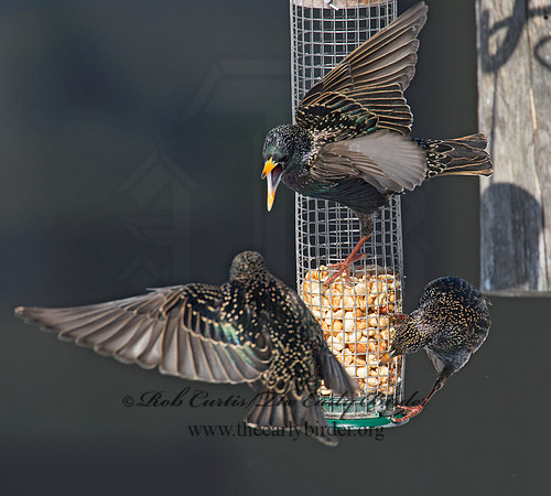 Sturnus vulgaris  EUROPEAN STARLING 9007327