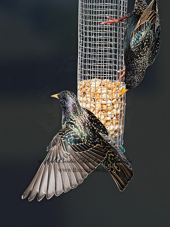 Sturnus vulgaris  EUROPEAN STARLING 9007328
