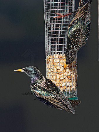 Sturnus vulgaris  EUROPEAN STARLING 9007329