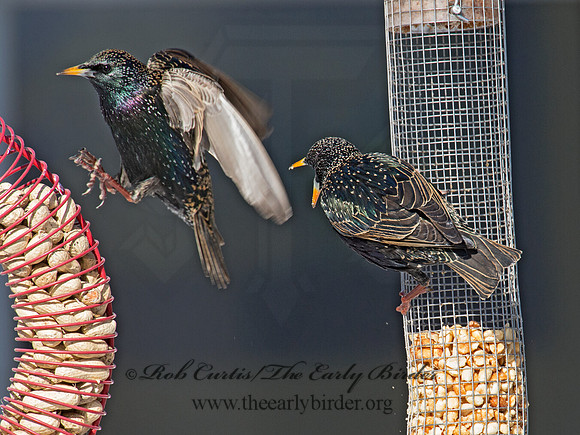 Sturnus vulgaris  EUROPEAN STARLING 9007331