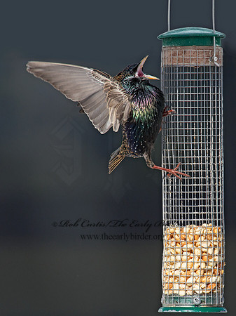 Sturnus vulgaris  EUROPEAN STARLING 9007333