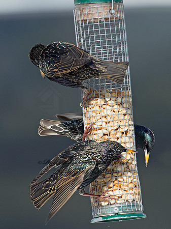 Sturnus vulgaris  EUROPEAN STARLING 9007446