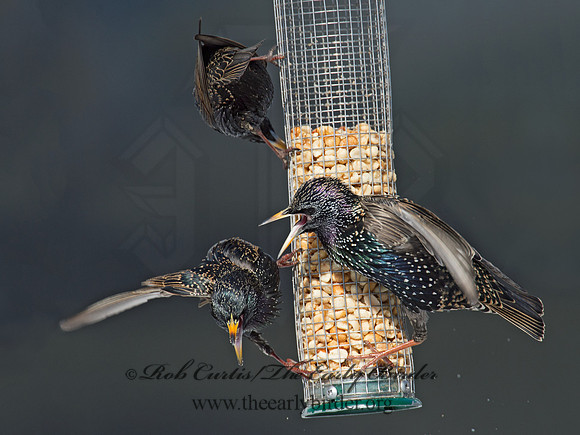 Sturnus vulgaris  EUROPEAN STARLING 9007448