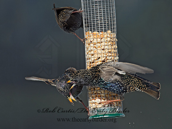 Sturnus vulgaris  EUROPEAN STARLING 9007449
