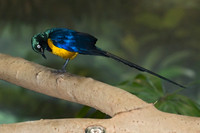 Cosmosarus regius GOLDEN-BREASTED STARLING 6018483